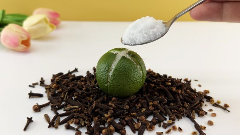 5 Geheimrezepte für ein duftendes Zuhause ohne Fliegen und Ungeziefer