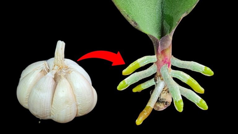 5 einfache Schritte: So bringen Sie Orchideen mit Knoblauch zum Blühen!