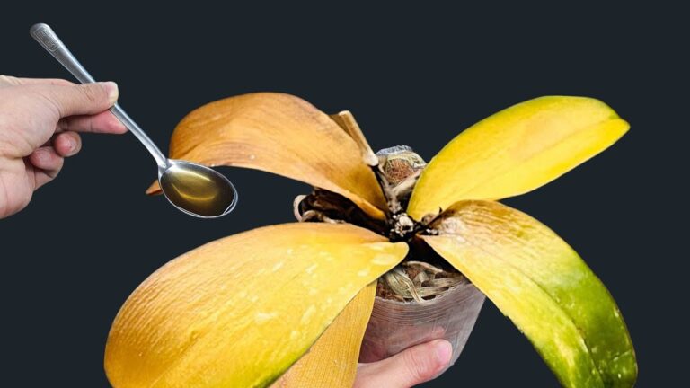 Reviviere deine Orchidee mit nur 1 Esslöffel – für ganzjährige Blüte!