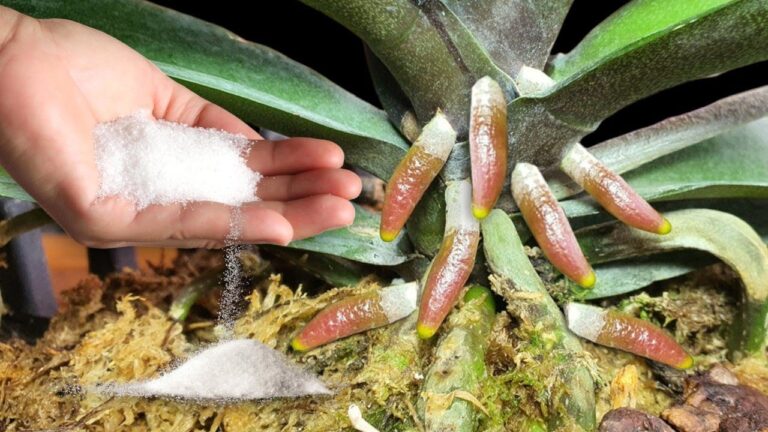 Entdecke 3 Geheimtipps, wie deine Orchidee 1001 Wurzeln und prächtige Blüten erhält!