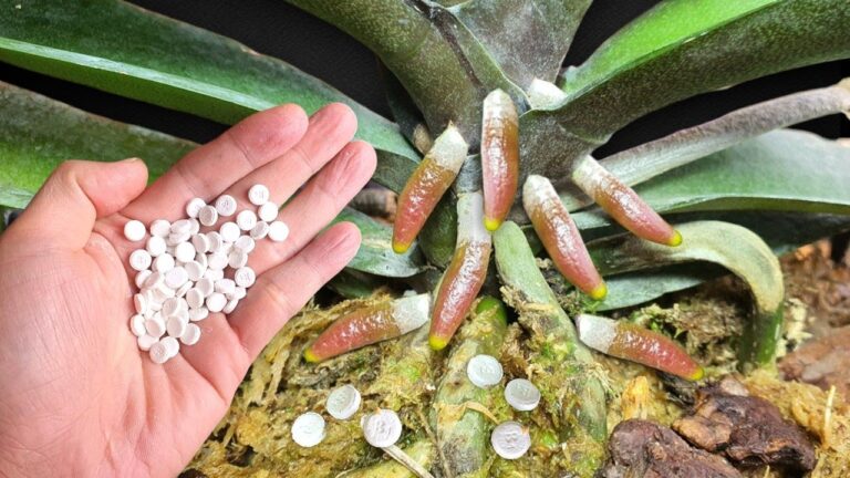 Stärke deine Orchideen um 600% mit diesem einfachen Trick für ganzjährige Blüten!