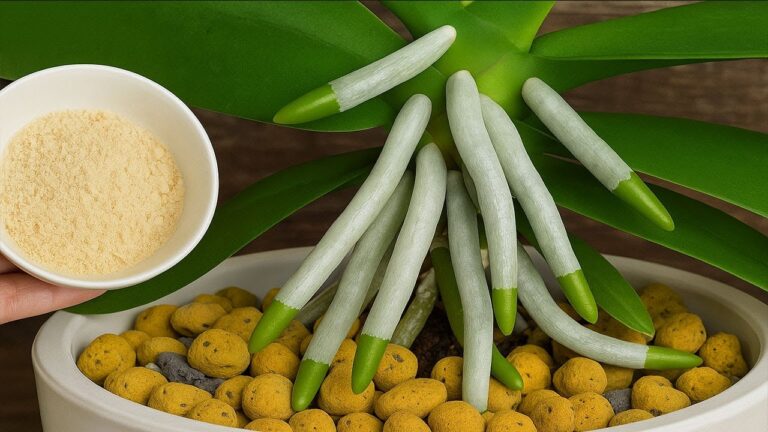 1 Löffel für blühende Orchideen: So gedeihen auch schwache Pflanzen!