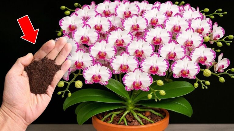 10 Tipps für Orchideen, die das ganze Jahr über blühen! Entdecke die Geheimnisse.