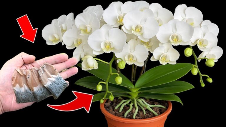 Entdecke 5 Tipps für das blühende Orchideen-Wunder das ganze Jahr über!
