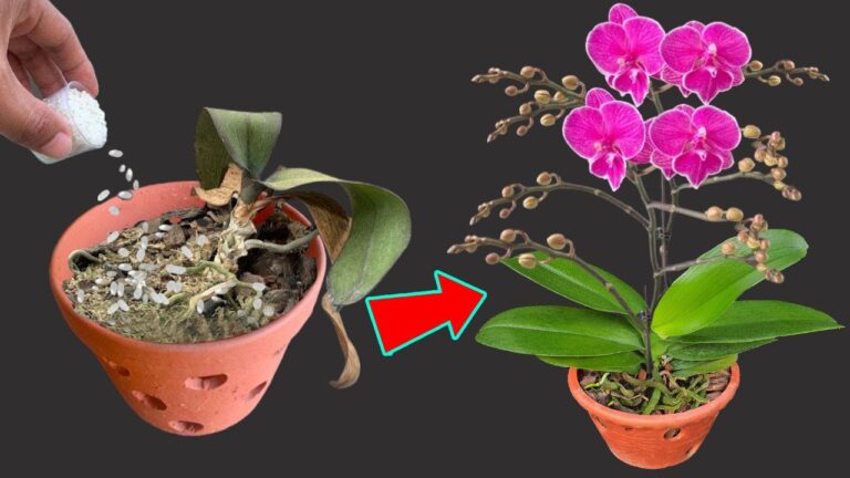 6 Tipps, um deine Orchideen endlich zum Blühen zu bringen!