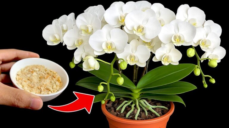 7 einfache Tipps für blühende Orchideen das ganze Jahr über!