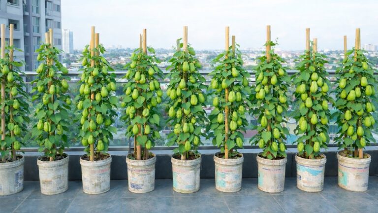 10 einfache Tipps für erfolgreiches Chayote-Wachstum auf deinem Balkon!