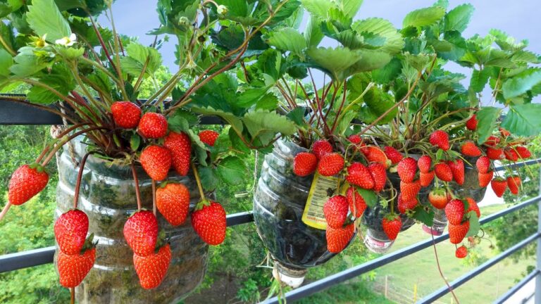 5 einfache Schritte für deine Balkon-Erdbeeren: So erntest du jede Menge Frucht!