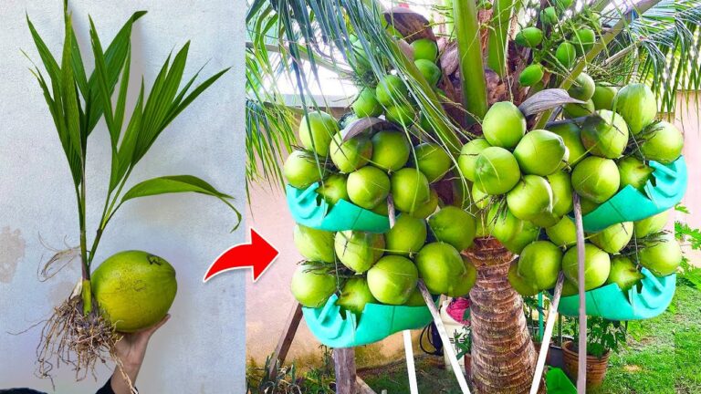 7 Tipps zur schnelleren Vermehrung von Kokospalmen mit Bananen!