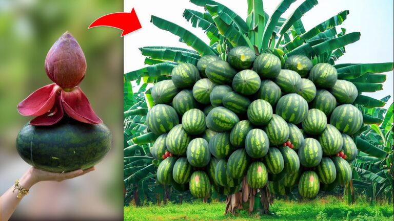 5 Schritte für eine erfolgreiche Veredlung von Banane mit Wassermelone für riesige Früchte!