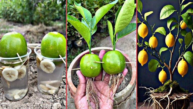 10 einzigartige Hacks für das Wachstum von Zitronenbäumen und mehr!