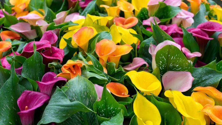 5 einfache Schritte zum Pflanzen bunter Calla-Bulben für deinen Garten