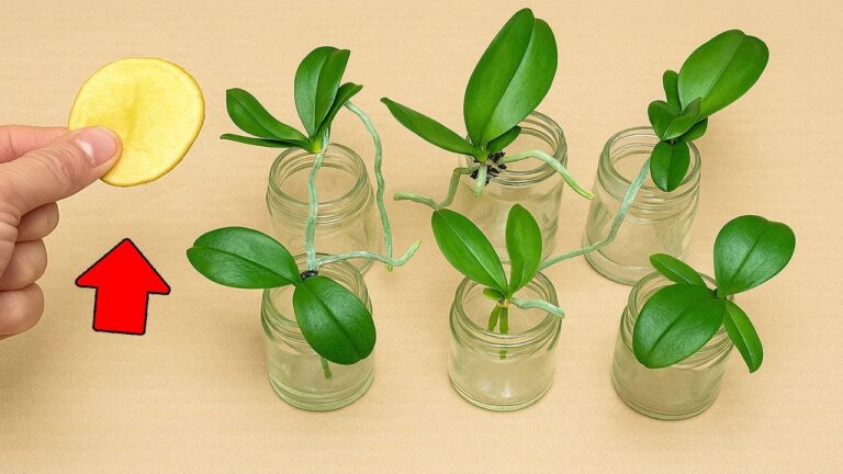 Mit nur 1 Kartoffelscheibe zu blühenden Orchideen das ganze Jahr über!