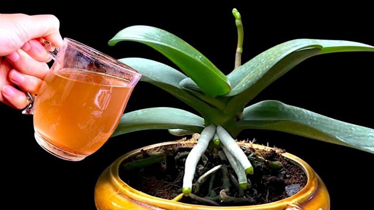 1 Tasse pro Monat: So blühen Wurzeln und Blumen das ganze Jahr über!