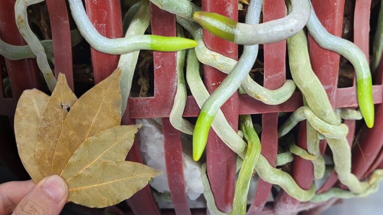 5 kreative Tipps für die perfekte Orchideenpflege und ständige Blütenpracht!