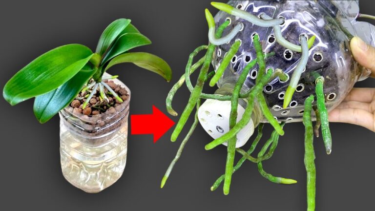 8 Tipps für schnelle Orchideenblüte und kräftiges Wachstum!
