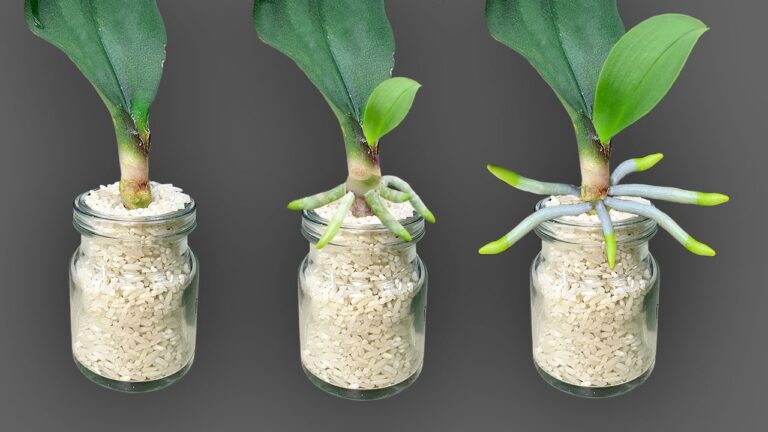 5 einfache Tipps für Orchideen: So wachsen sie ganzjährig Wurzeln und blühen!