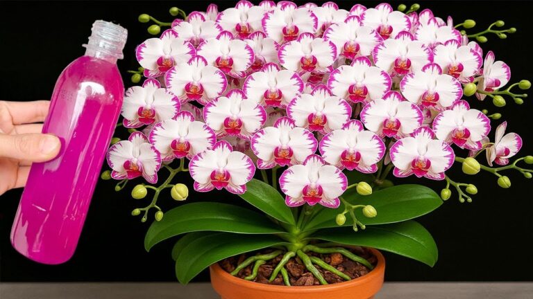 Orchideen blühen das ganze Jahr: 5 einfache Tipps für sofortige Freude!