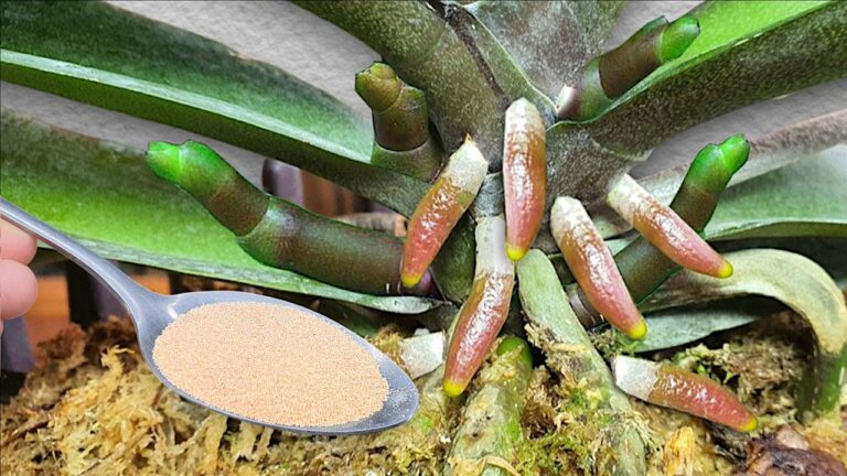 10 Tipps, um mit nur einem Teelöffel Orchideen zum Blühen zu bringen!