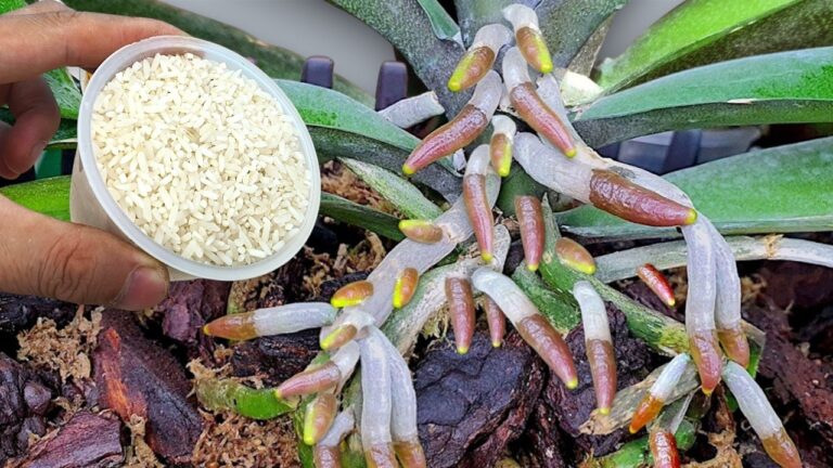 1 Teelöffel für 1001 Wurzeln: So blüht deine Orchidee traumhaft auf!
