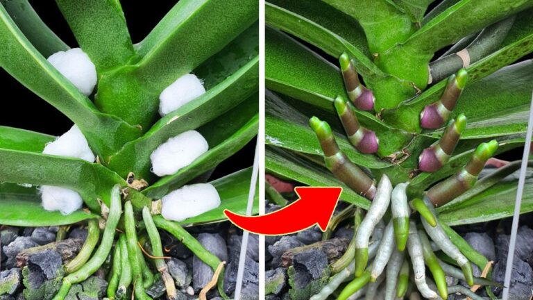 1 Tasse im Monat für blühende Wurzeln und Blumen das ganze Jahr über!