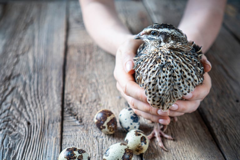 11 Gründe, warum Sie Wachteln statt Enten oder Hühner halten sollten und wie es geht