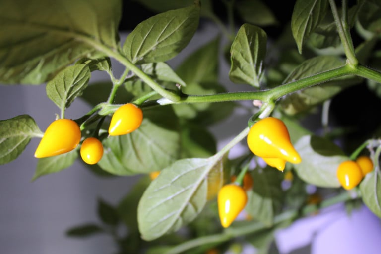25 Mini-Gemüse fürs eigene Beet und 5 Gründe, warum es sich lohnt