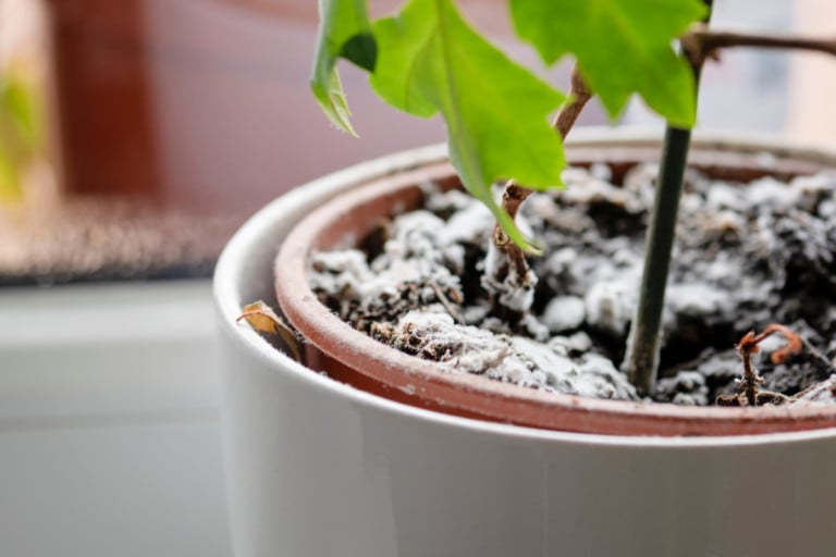Warum ist weiße Schimmel auf meiner Blumenerde und wie beseitige ich ihn?