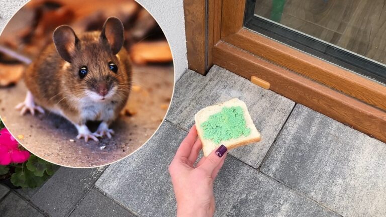 Lege das an die Tür! Mäuse und Ratten verschwinden in 1 Minute
