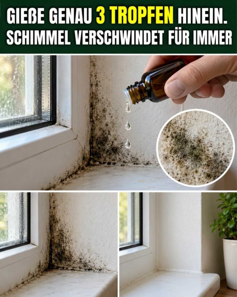 Nur 3 Tropfen hinein — so kannst du Schimmel gezielt bekämpfen